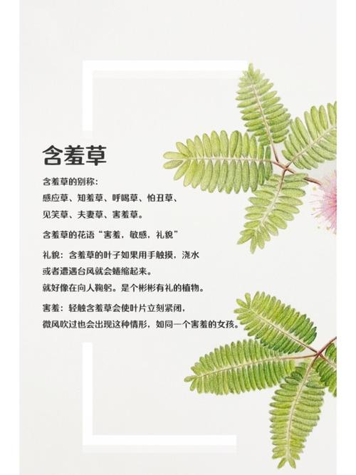 含羞草影院在线观看指南|最新影视资源、免费追剧平台、高清流畅播放体验