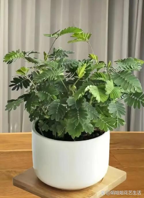 含羞草影院在线观看指南|最新影视资源、免费追剧平台、高清流畅播放体验