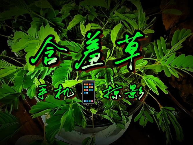 含羞草影院在线观看指南|最新影视资源、免费追剧平台、高清流畅播放体验